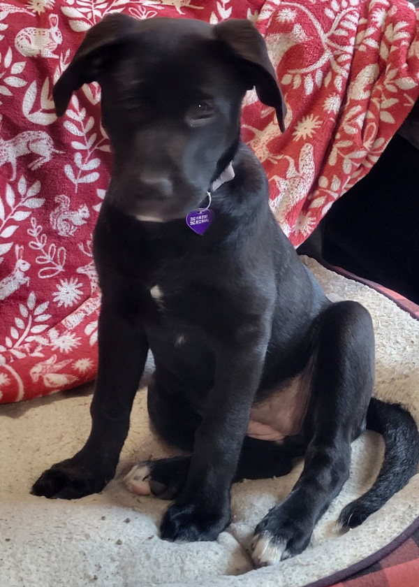 puppy trying to pose for photo